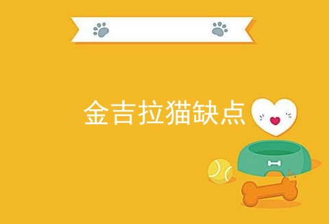 金吉拉猫缺点