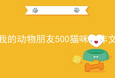 我的动物朋友500猫咪字作文