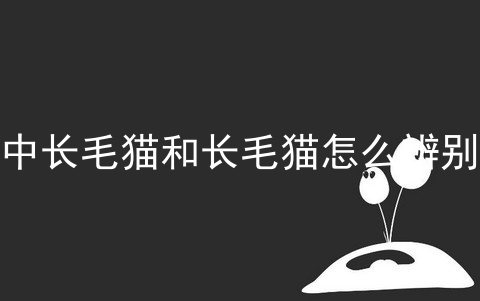 中长毛猫和长毛猫怎么辨别