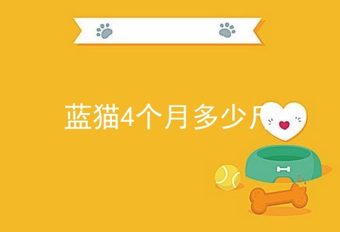 蓝猫4个月多少斤