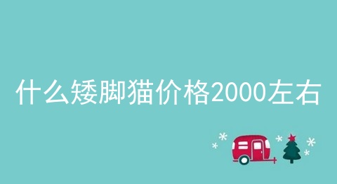 什么矮脚猫价格2000左右