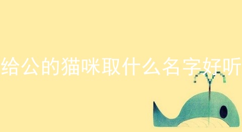 给公的猫咪取什么名字好听