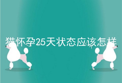 猫怀孕25天状态应该怎样