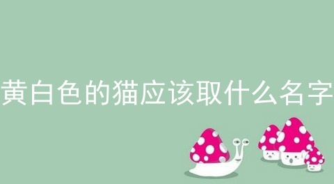 黄白色的猫应该取什么名字