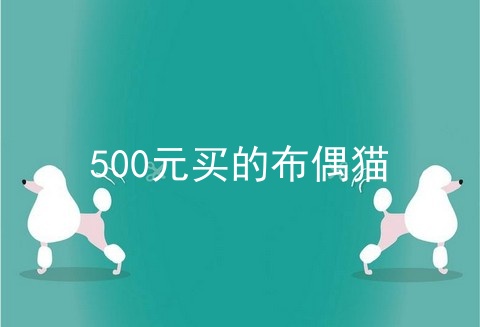 500元买的布偶猫