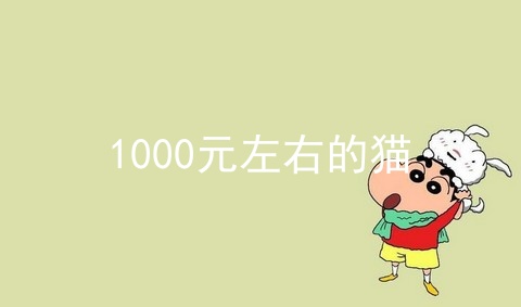 1000元左右的猫