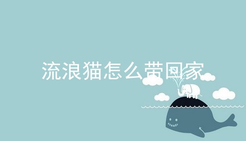 流浪猫怎么带回家