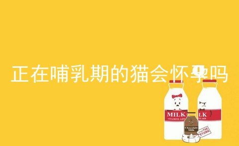 正在哺乳期的猫会怀孕吗