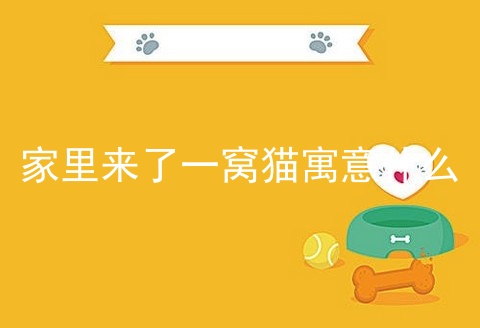 家里来了一窝猫寓意什么