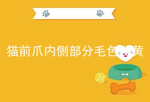 猫前爪内侧部分毛色发黄