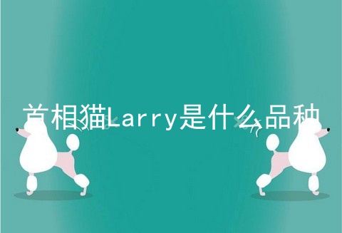 首相猫Larry是什么品种