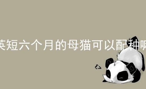 <a href=/cat/13.html target=_blank class=infotextkey>英短</a>六个月的母猫可以配种嘛