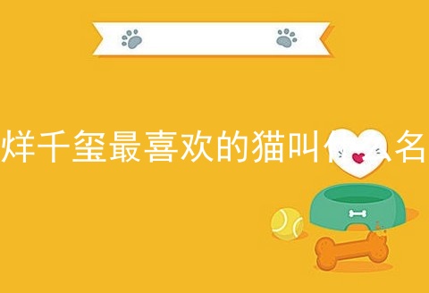 易烊千玺最喜欢的猫叫什么名字