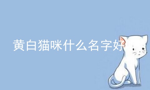 黄白猫咪什么名字好听