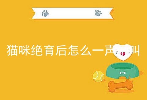 猫咪绝育后怎么一声不叫