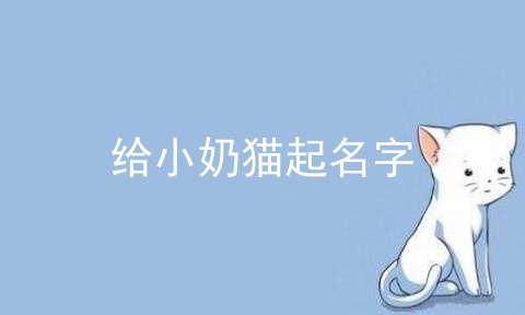 给小奶猫起名字