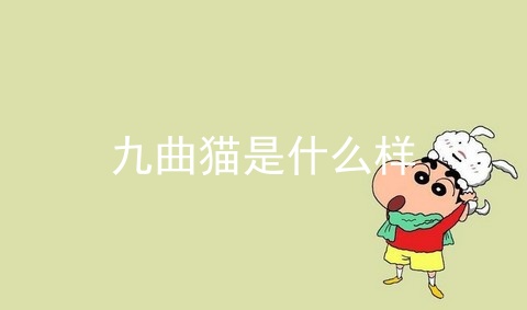 九曲猫是什么样