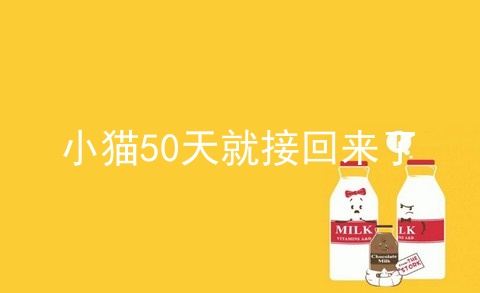 小猫50天就接回来了