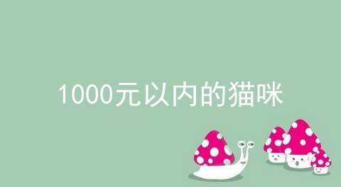 1000元以内的猫咪