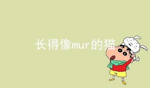 长得像mur的猫