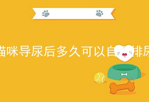 猫咪导尿后多久可以自己排尿