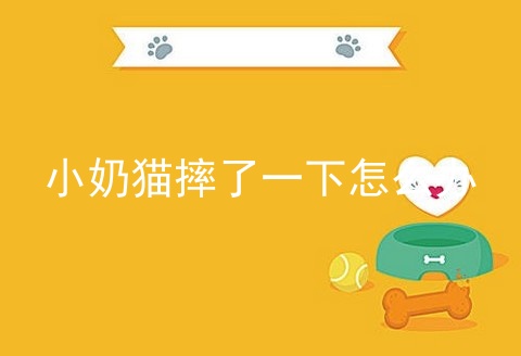 小奶猫摔了一下怎么办