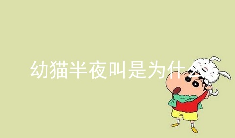 幼猫半夜叫是为什么