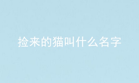 捡来的猫叫什么名字