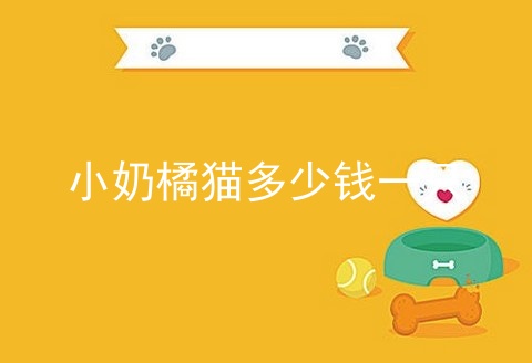 小奶橘猫多少钱一只