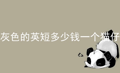 灰色的<a href=/cat/13.html target=_blank class=infotextkey>英短</a>多少钱一个猫仔