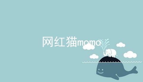 网红猫momo