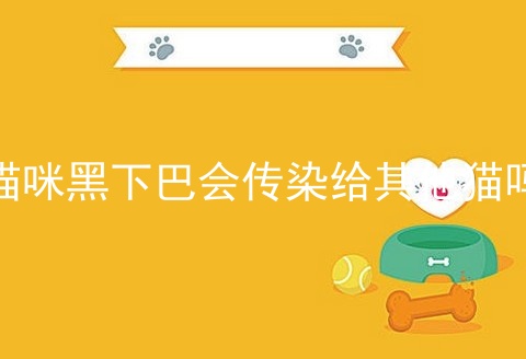 猫咪黑下巴会传染给其他猫吗