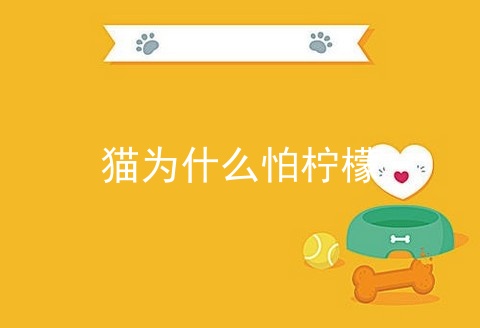 猫为什么怕柠檬