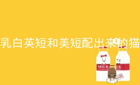 乳白英短和美短配出来的猫