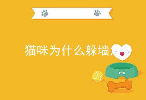 猫咪为什么躲墙角