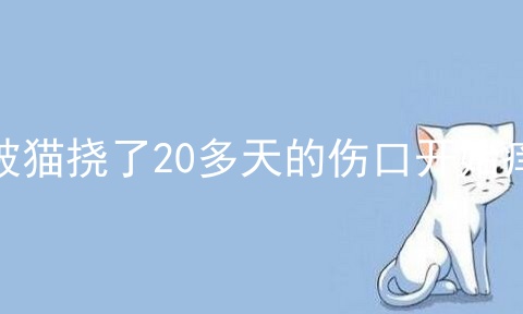 被猫挠了20多天的伤口开始痒