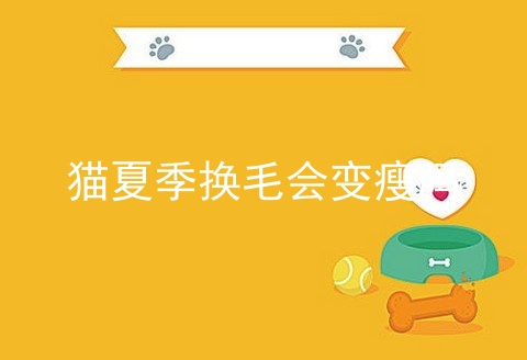 猫夏季换毛会变瘦吗