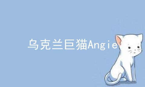 乌克兰巨猫Angie