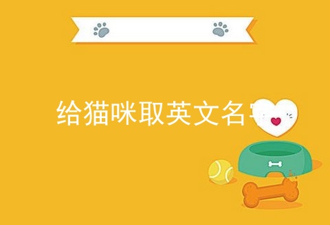 给猫咪取英文名字