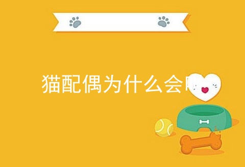 猫配偶为什么会叫