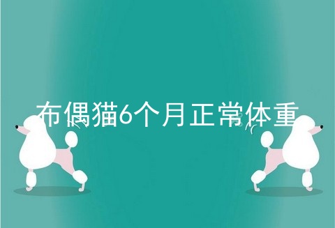 布偶猫6个月正常体重