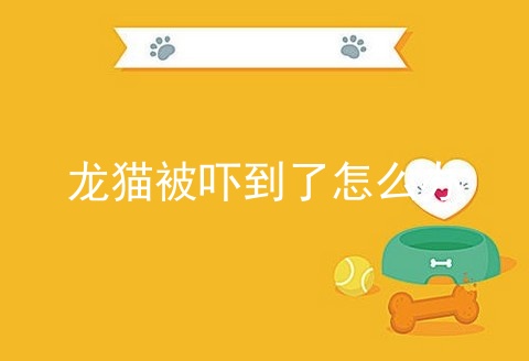 龙猫被吓到了怎么办