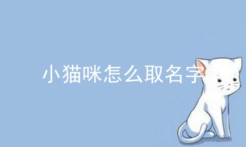 小猫咪怎么取名字