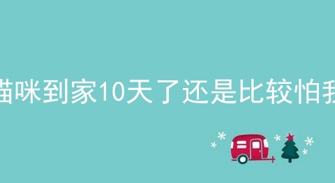 猫咪到家10天了还是比较怕我