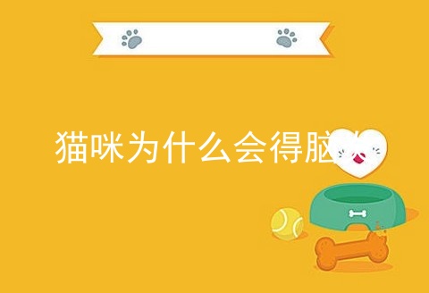 猫咪为什么会得脑炎