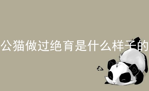 公猫做过绝育是什么样子的