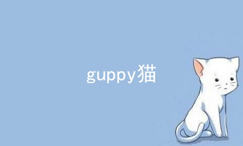 guppy猫