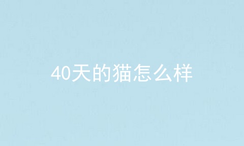 40天的猫怎么样