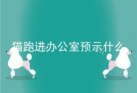 猫跑进办公室预示什么