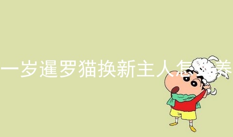 一岁暹罗猫换新主人怎么养